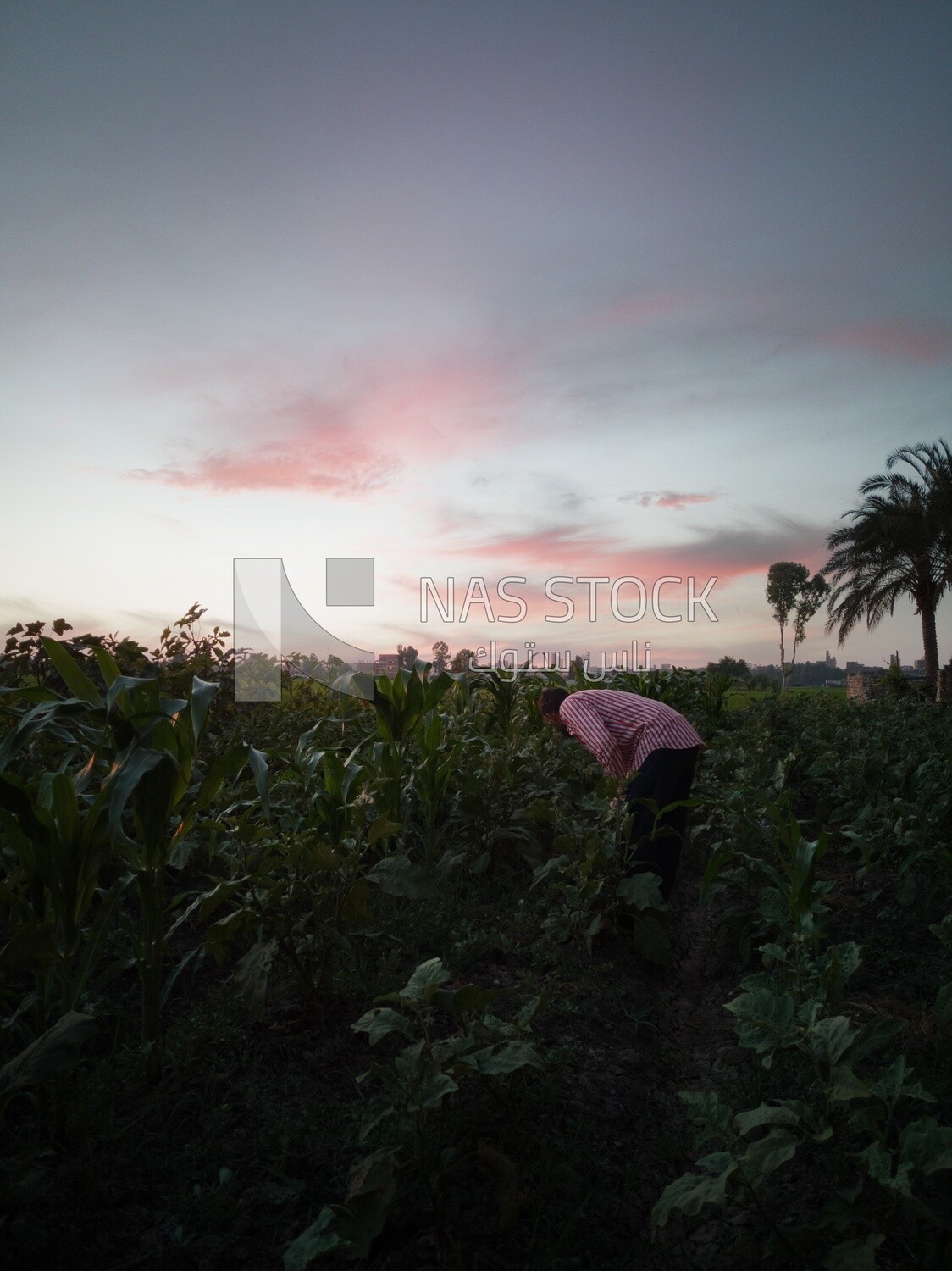 Man takes the green chili pepper from the tree, Agricultural land