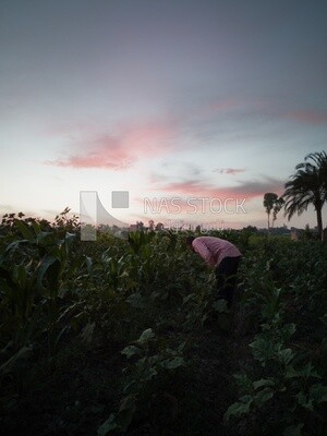 Man takes the green chili pepper from the tree, Agricultural land