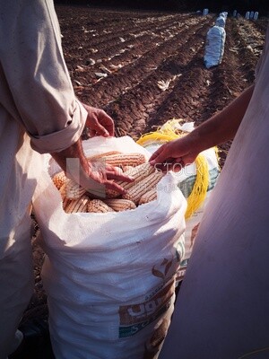 Man&#39;s hand in the sack of sweet corn