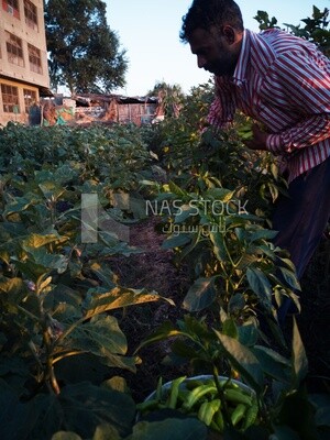 Man takes the green chili pepper from the tree, Agricultural land