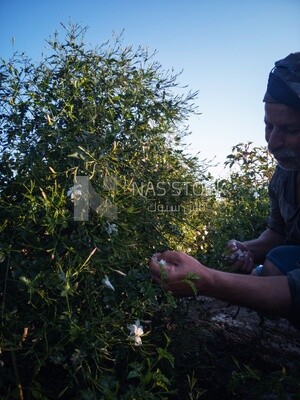 Man using his hand to take Jasmine from the tree, Jasmine harvest