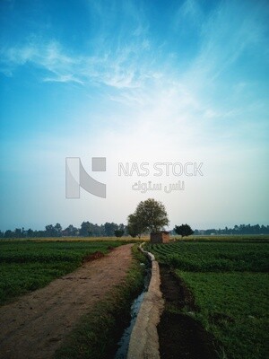 View of a field at sunset, farm trees, and green plants, farm fields, trees and crops, farmland, a scenic landscape