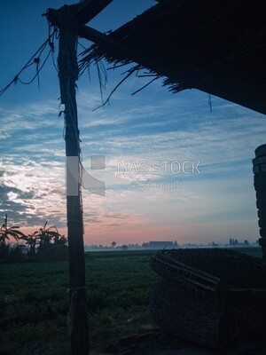 View of a field at sunset, farm trees, and green plants, farm fields, trees and crops, farmland, a scenic landscape