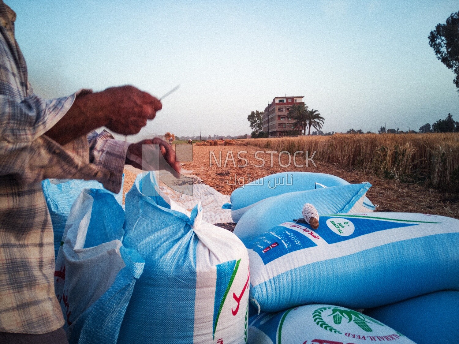 Farmer trying to close the bag full of wheat beans