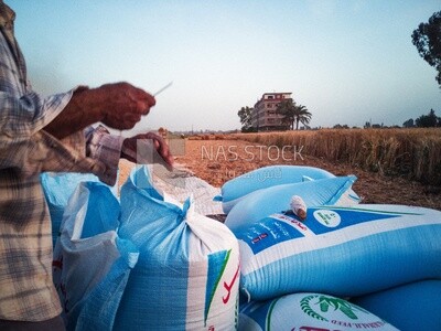 Farmer trying to close the bag full of wheat beans