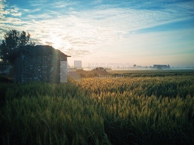 View of a field at sunset, farm trees, and green plants, farm fields, trees and crops, farmland, a scenic landscape