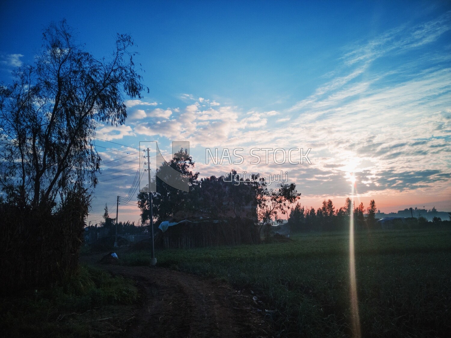 View of a field at sunset, farm trees, and green plants, farm fields, trees and crops, farmland, a scenic landscape