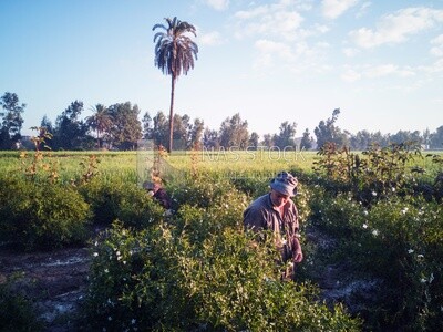 Man using his hand to take Jasmine from the tree, Jasmine harvest