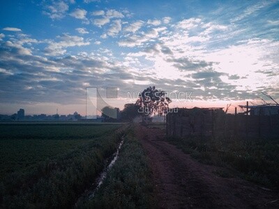 View of a field at sunset, farm trees, and green plants, farm fields, trees and crops, farmland, a scenic landscape