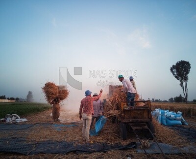 Group of men working inside the ground during the wheat harvest process