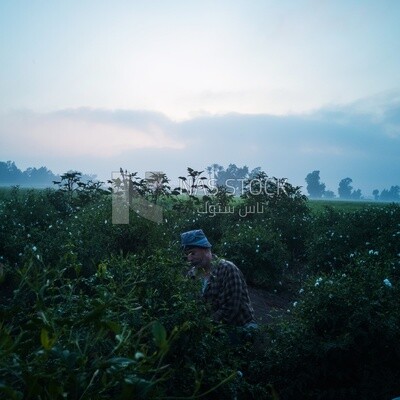 Man using his hand to take Jasmine from the tree, Jasmine harvest