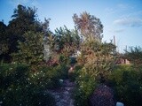 View of the garden of  jasmine harvest, Jasmine harvest