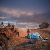 Group of men working inside the ground during the wheat harvest process