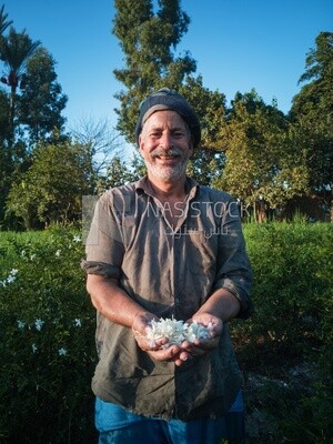 Man holding jasmine flowers in his hand, Jasmine harvest