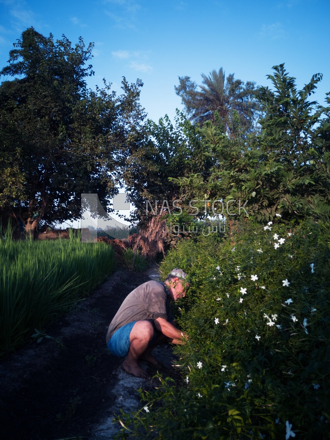 Man using his hand to take Jasmine from the tree, Jasmine harvest