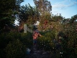 Man using his hand to take Jasmine from the tree, Jasmine harvest