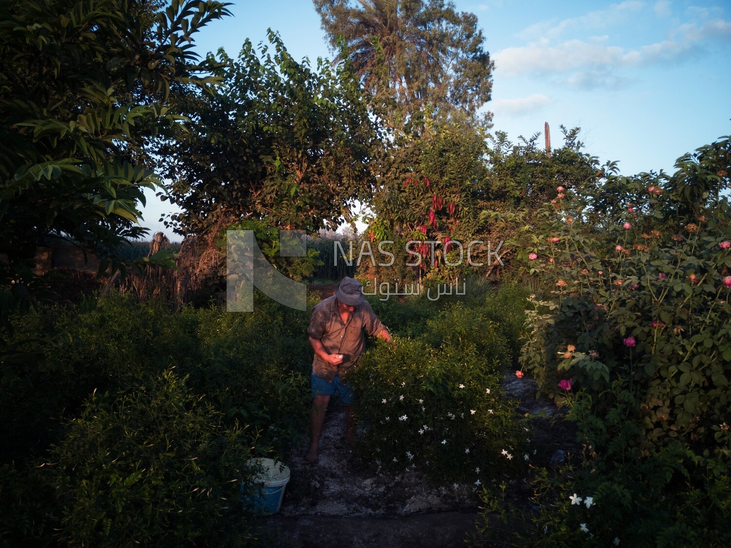 Man using his hand to take Jasmine from the tree, Jasmine harvest