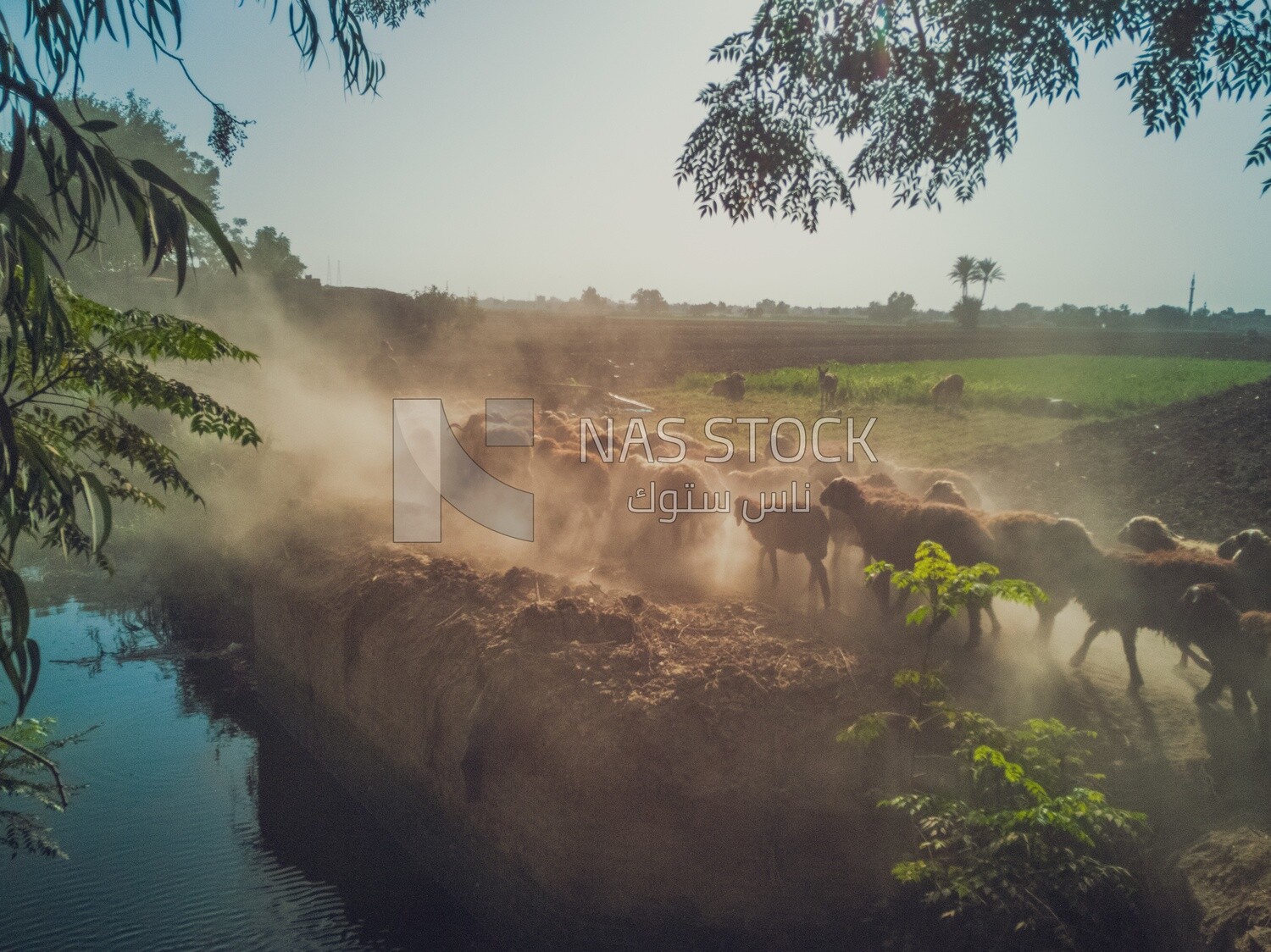 Sheeps on the field beside the canal