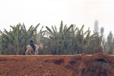 Man riding a donkey on the road