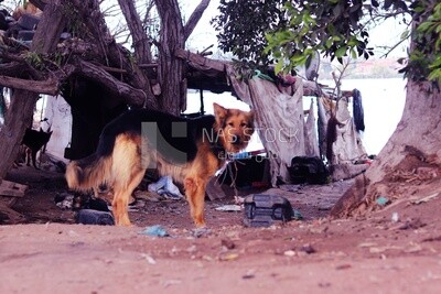 Dog for protection in the brick factory