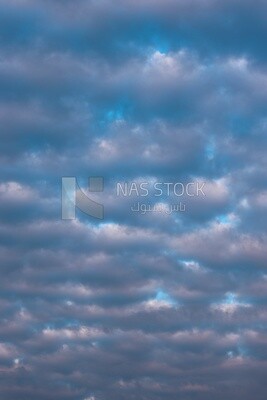 View of a bird flying in the sky