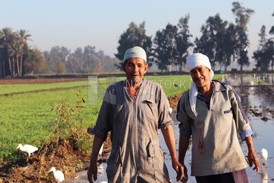 Two farmers in the field during the alfalfa cultivation