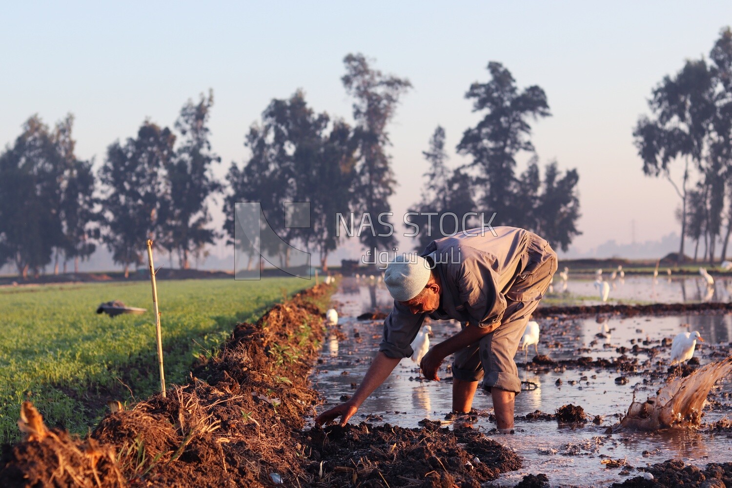 Farmer working in the field during the alfalfa cultivation