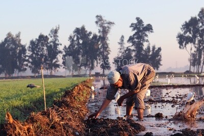 Farmer working in the field during the alfalfa cultivation