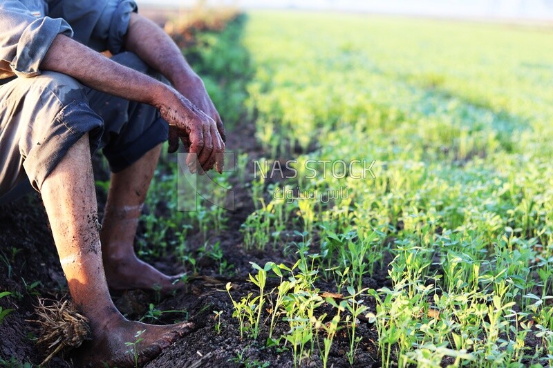 Farmer sitting in the field taking a break from alfalfa cultivation