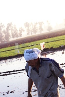 Farmer working in the field during the alfalfa cultivation