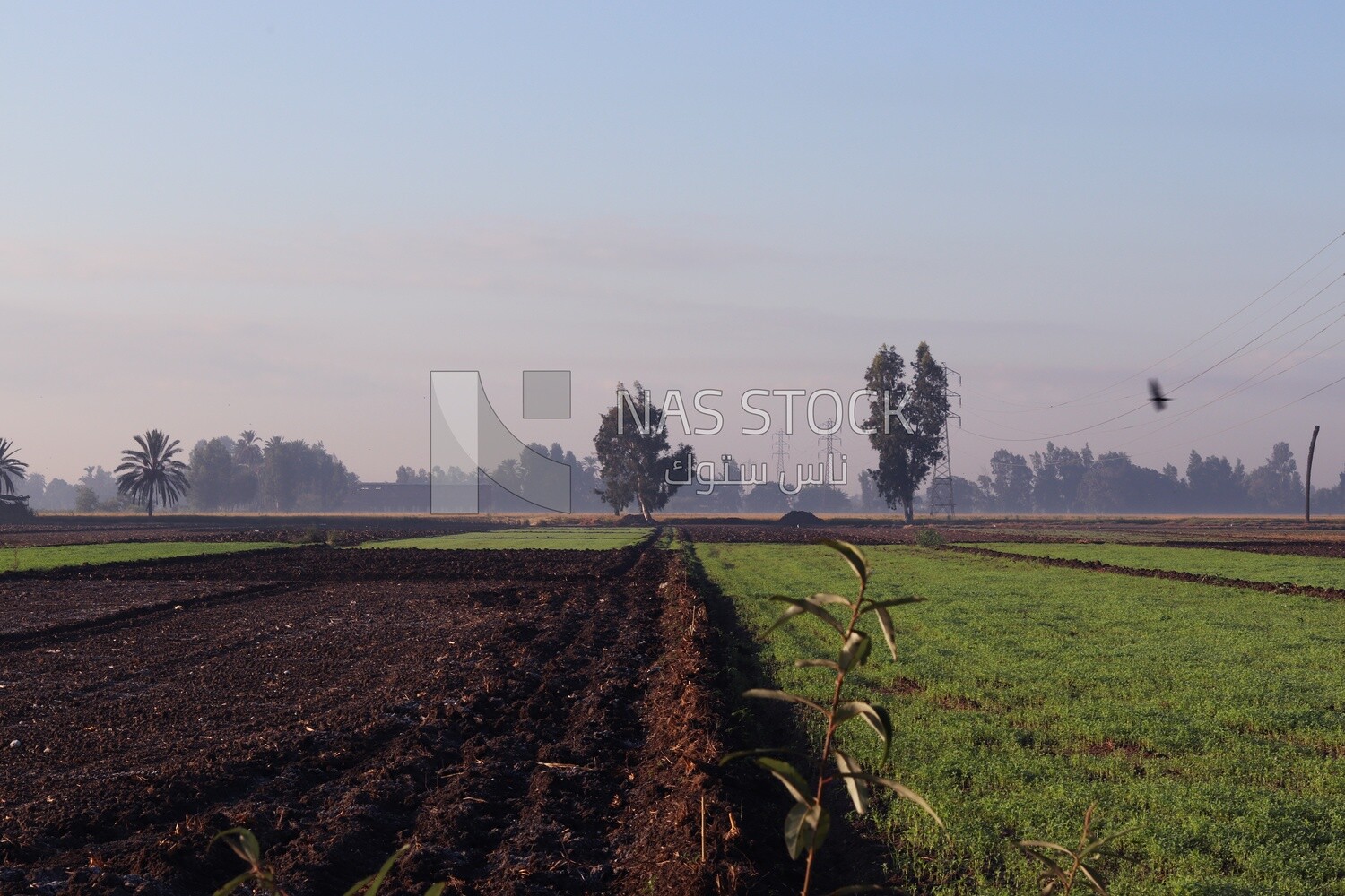 View of the field during the alfalfa cultivation