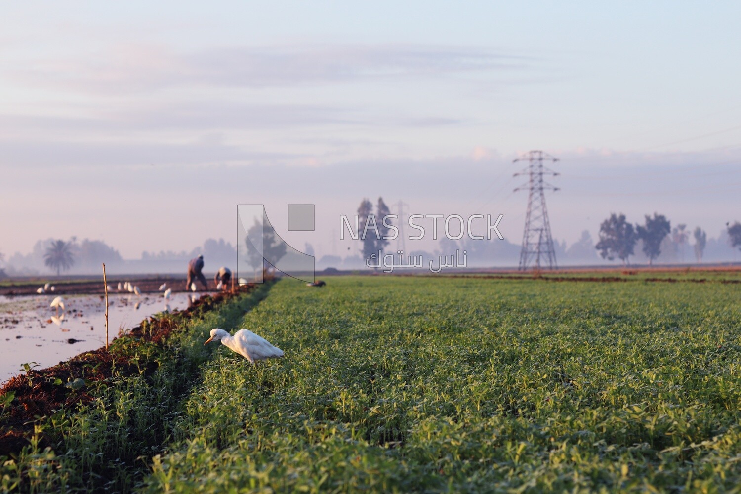 View of the field during the alfalfa cultivation
