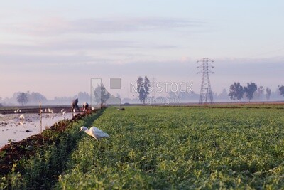 View of the field during the alfalfa cultivation