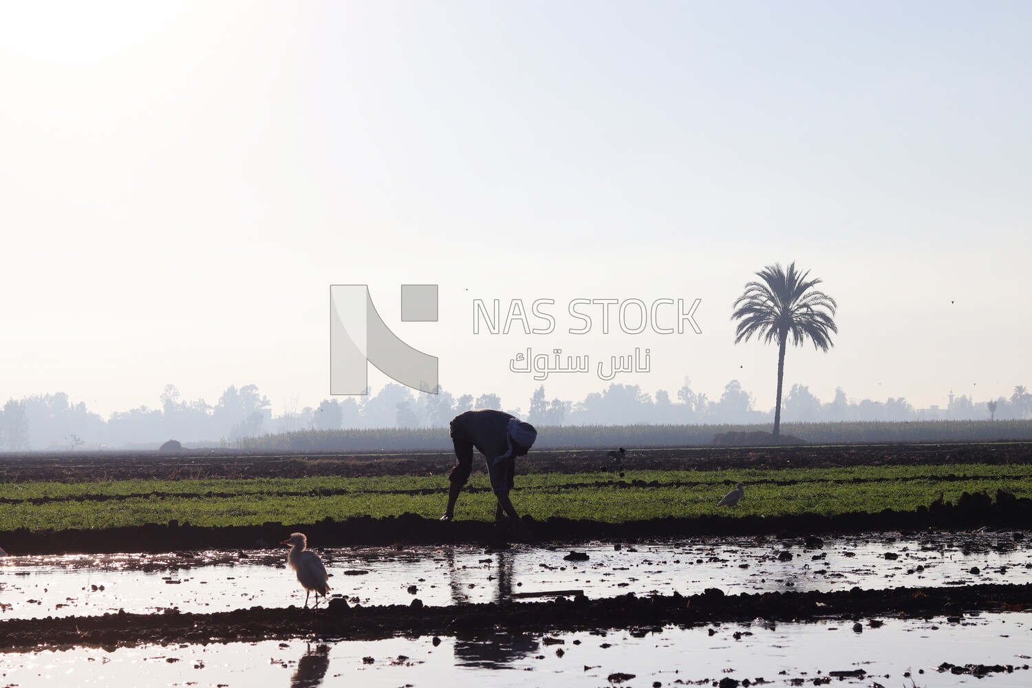 Farmer working in the field during the alfalfa cultivation