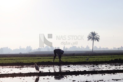 Farmer working in the field during the alfalfa cultivation