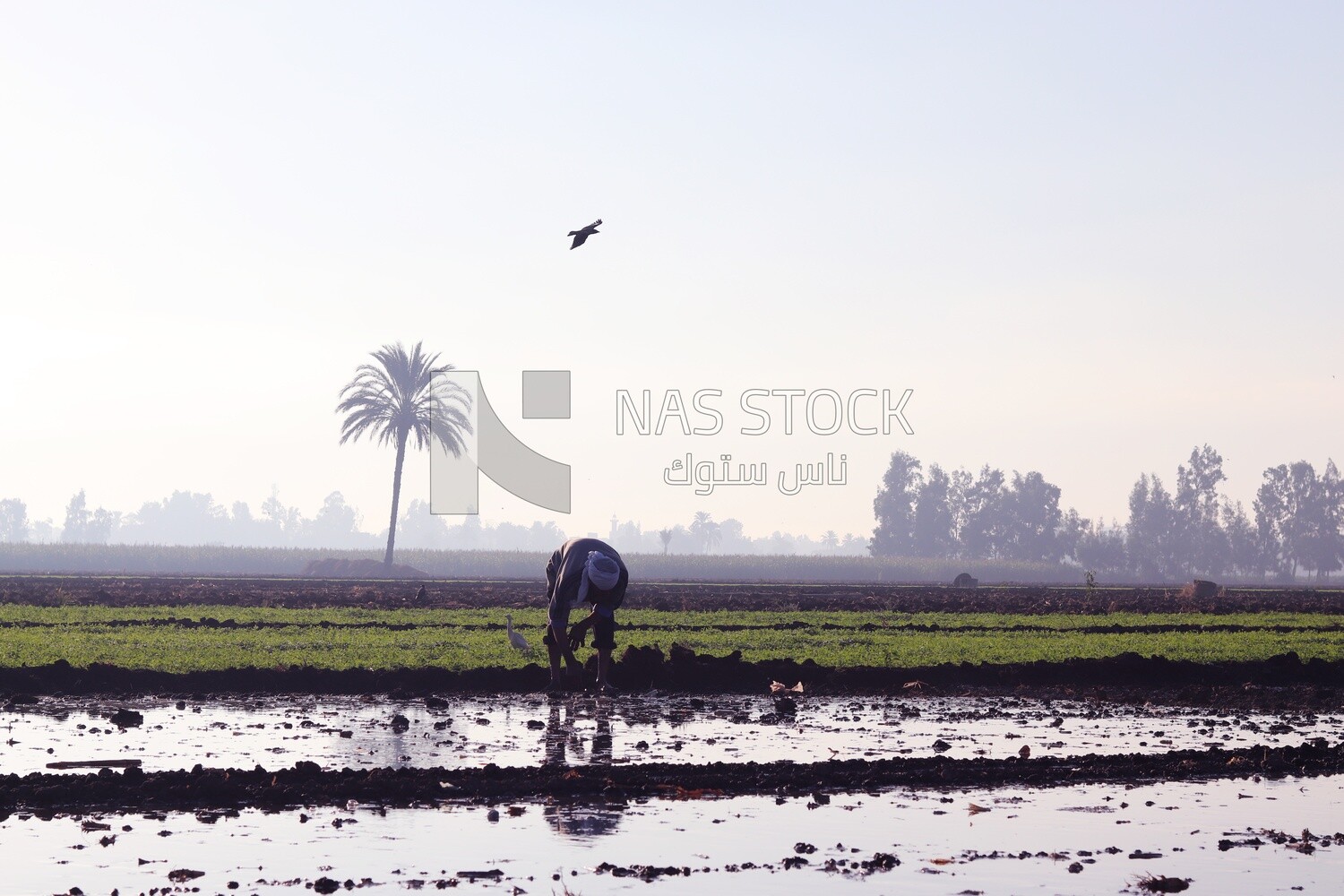 Farmer working in the field during the alfalfa cultivation