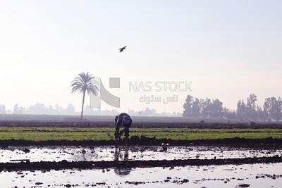 Farmer working in the field during the alfalfa cultivation