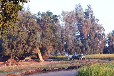 View from a countryside during sunset