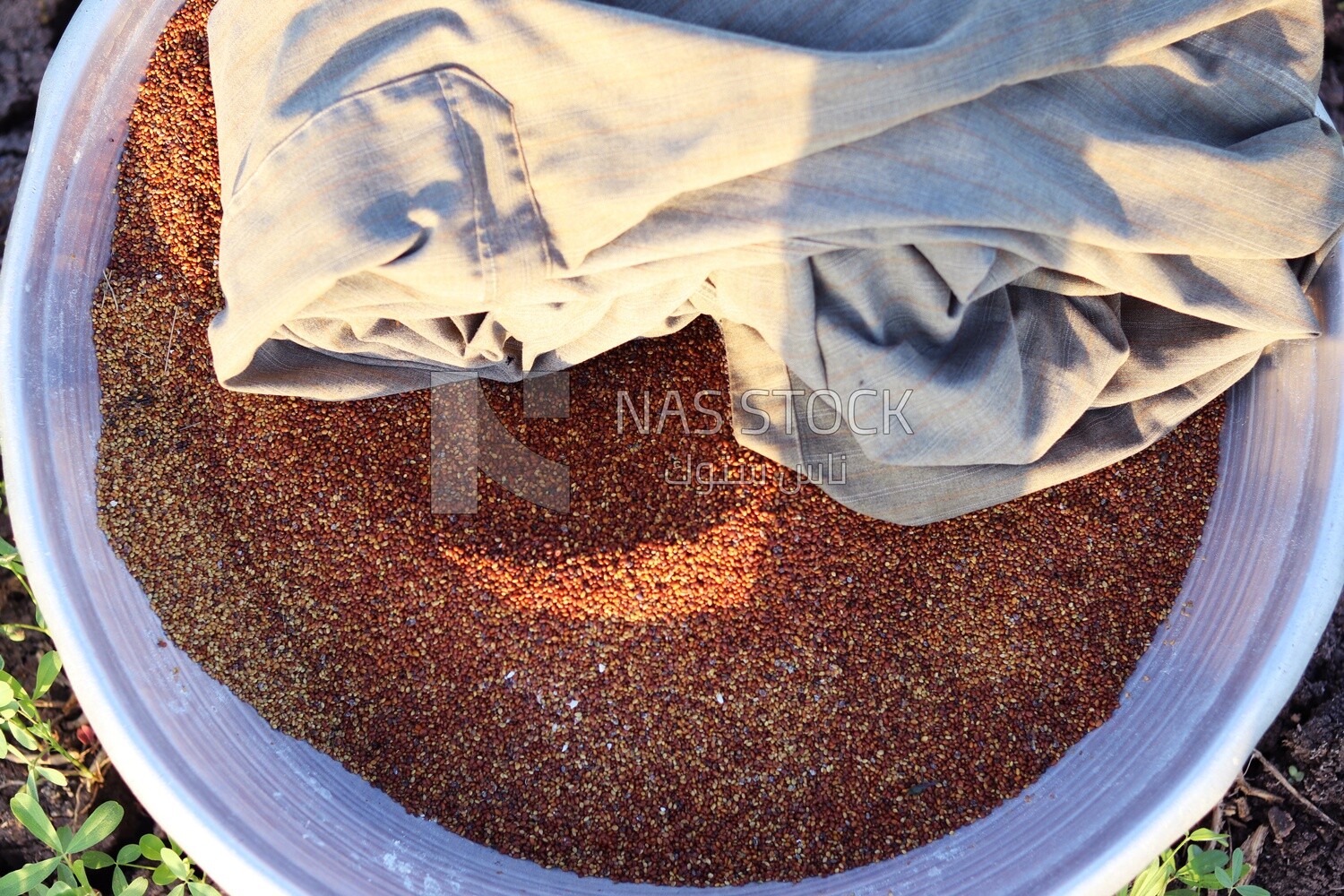 View of alfalfa seeds in the field