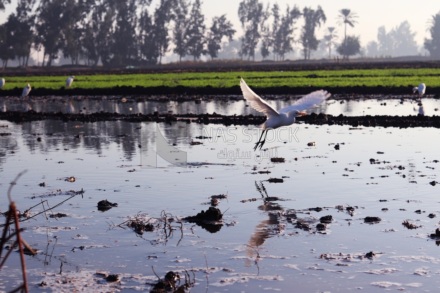 White birds on the field during the alfalfa cultivation