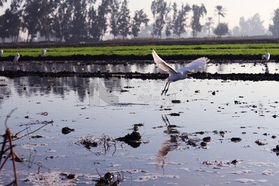 White birds on the field during the alfalfa cultivation