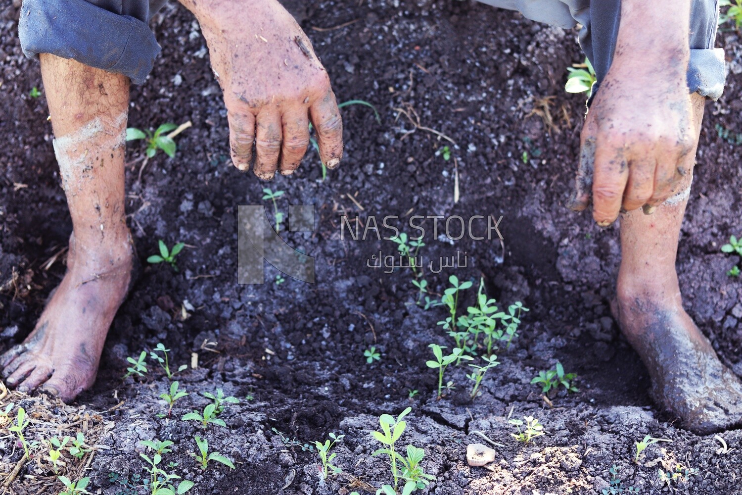 Farmer sitting in the field taking a break from alfalfa cultivation