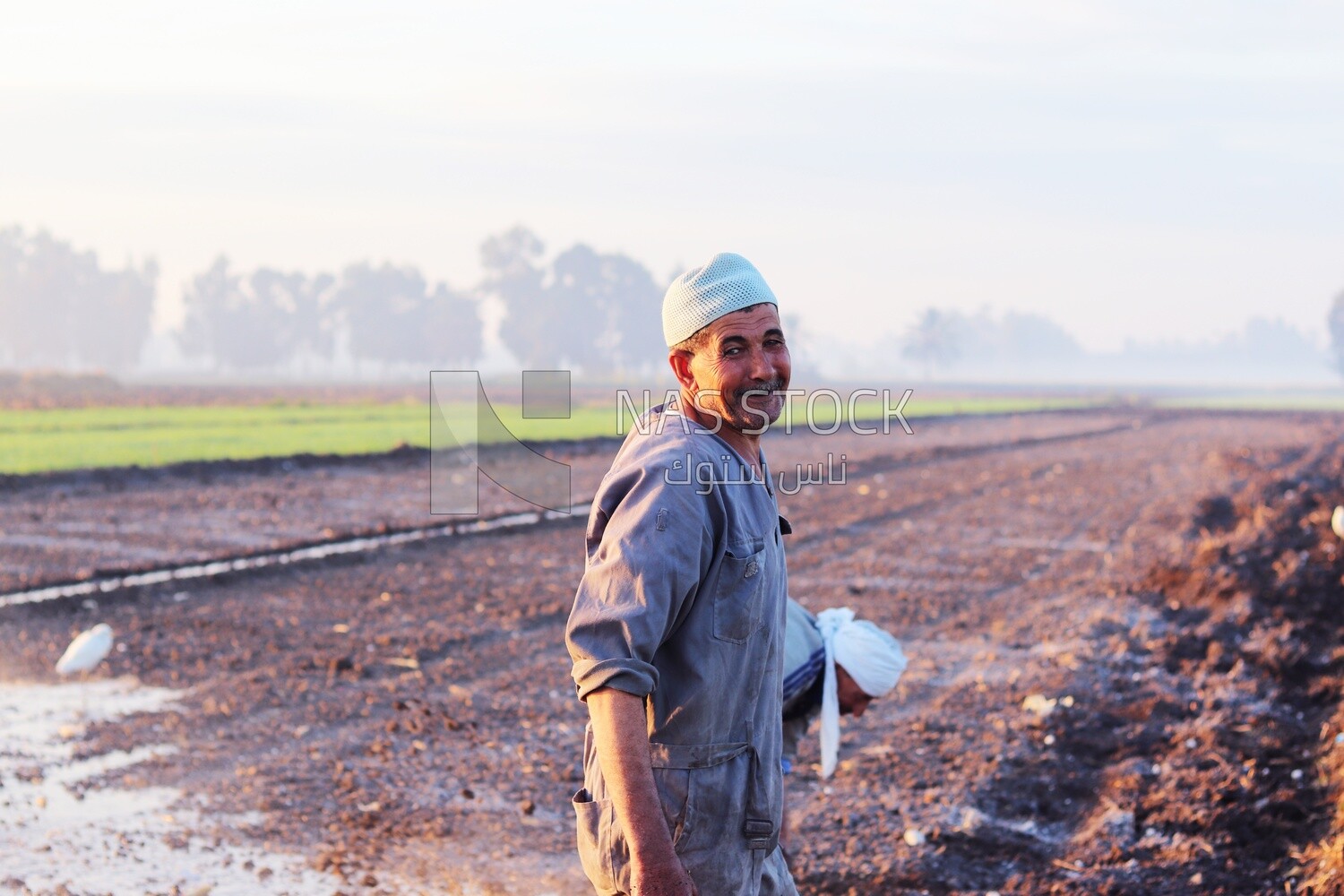 Farmer working in the field during the alfalfa cultivation