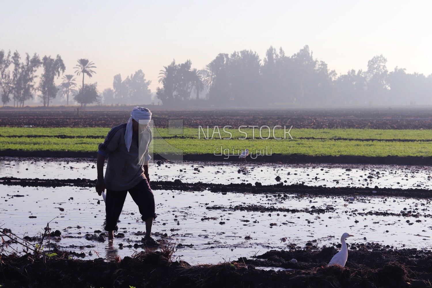 Farmer working in the field during the alfalfa cultivation
