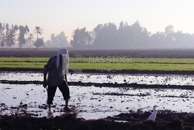 Farmer working in the field during the alfalfa cultivation