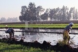 Two farmers in the field during the alfalfa cultivation