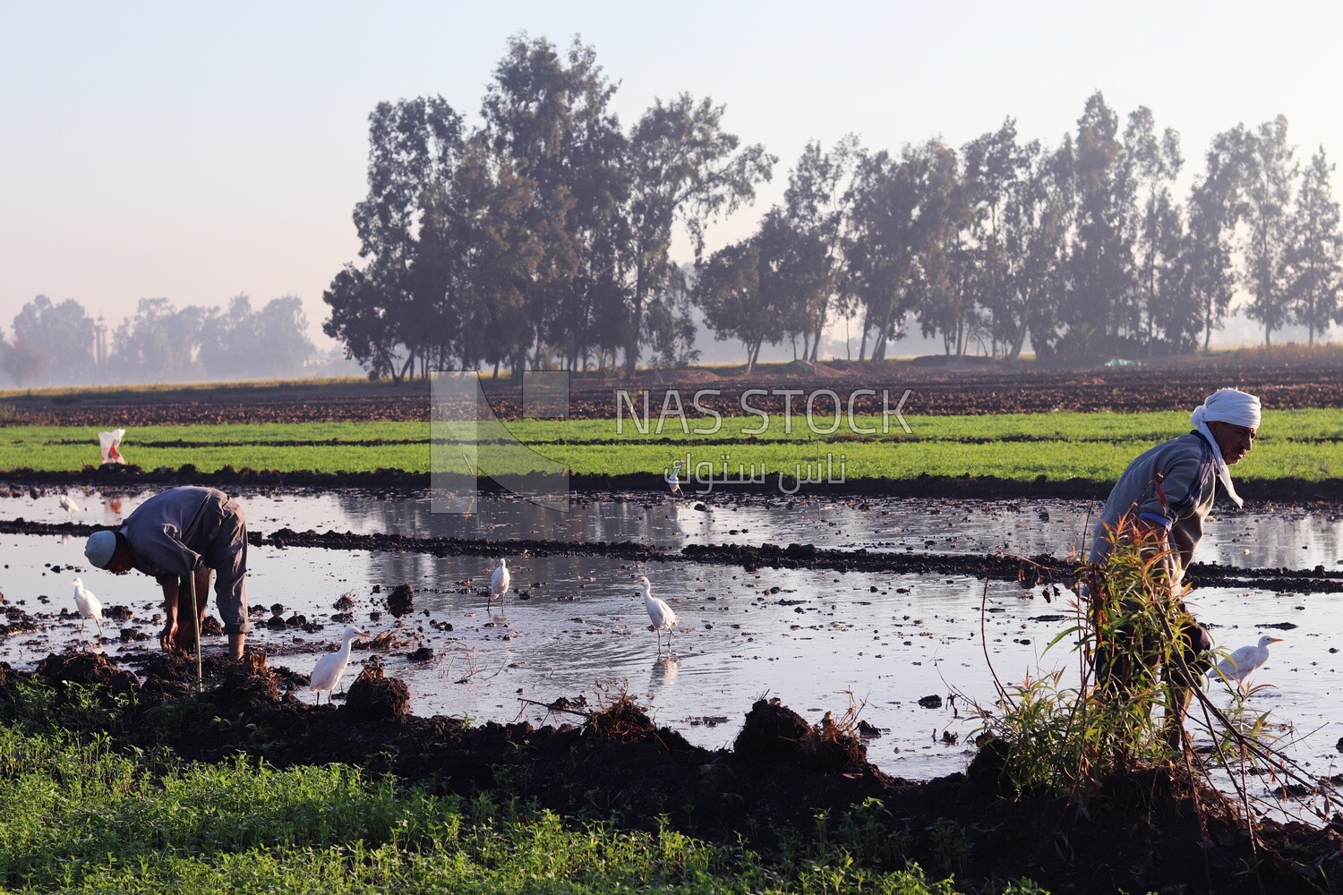 Two farmers in the field during the alfalfa cultivation