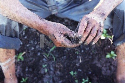 Farmer sitting in the field smoking taking a break from alfalfa cultivation