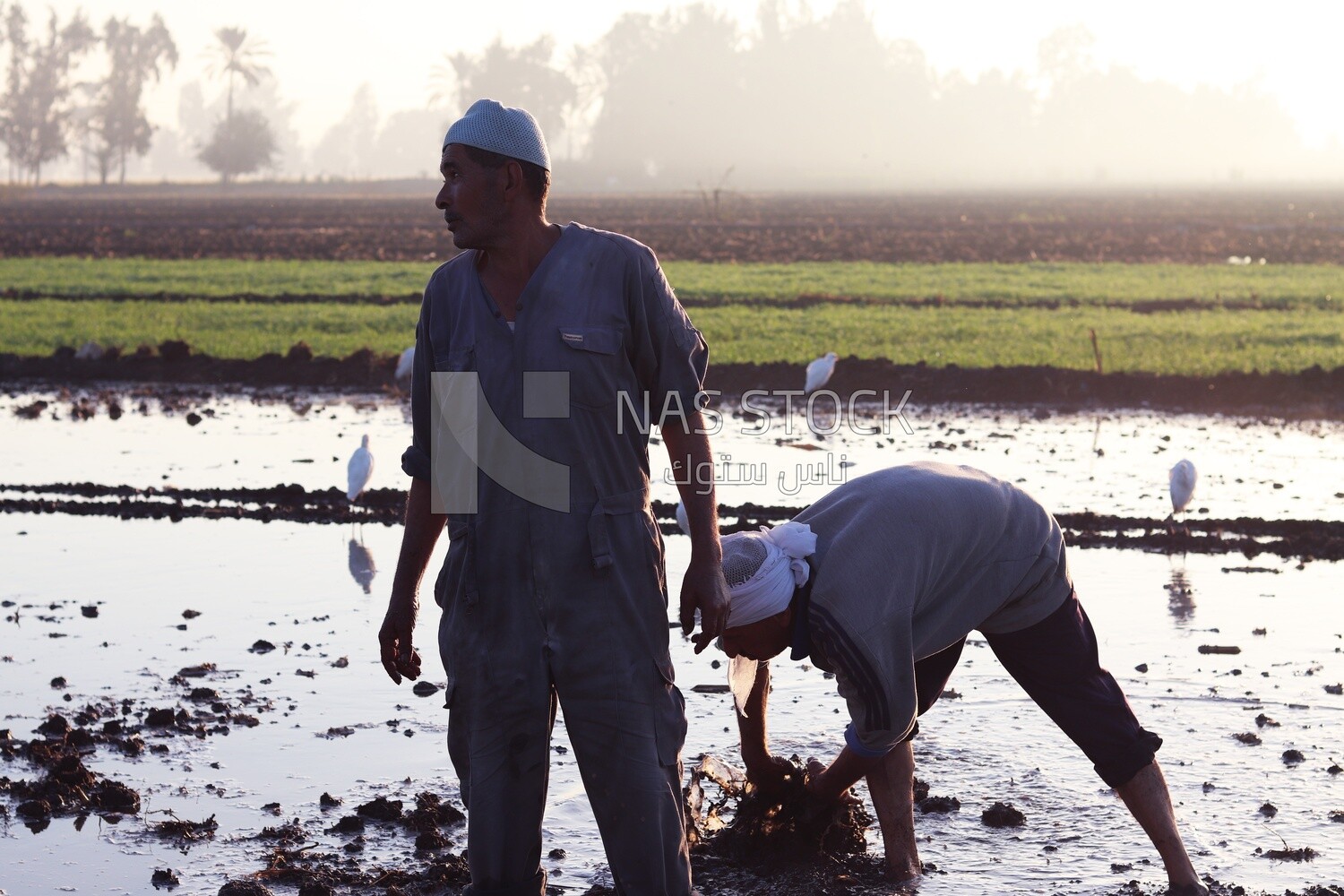 Two farmers in the field during the alfalfa cultivation