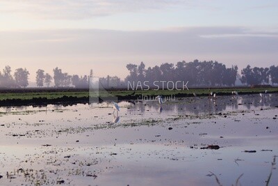 White birds on the field during the alfalfa cultivation